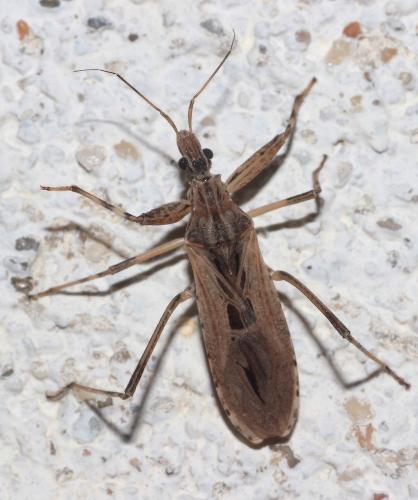 Oncocephalus pilicornis
